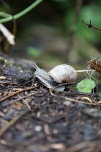 Close-up of snail on land