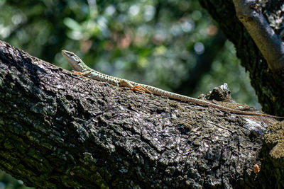 Close-up of insect on tree trunk