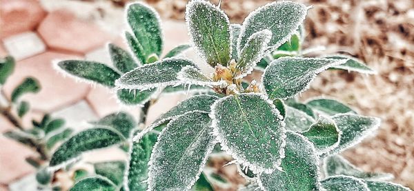 Close-up of green plant