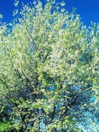 Low angle view of tree