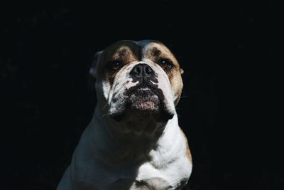 Close-up portrait of dog against black background