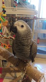 Close-up of parrot perching on wood