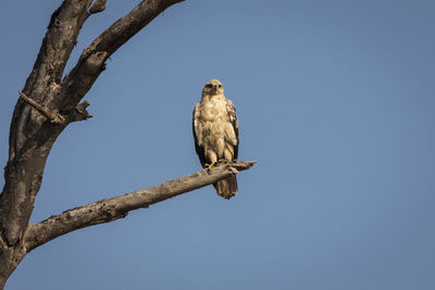 Low angle view of eagle perching on branch against sky