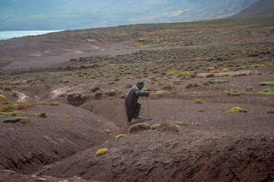 View of a bird on field