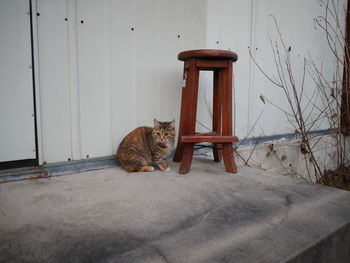Cat sitting on floor