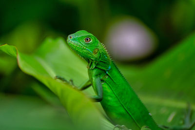 Baby iguana over a green leaf in a park, panama city