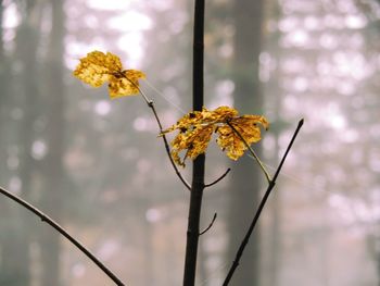 Close-up of yellow flowers blooming outdoors