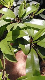 Close-up of leaves
