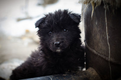 Portrait of black dog