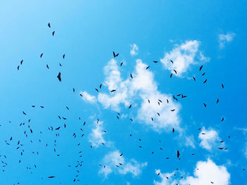 Low angle view of birds flying in sky