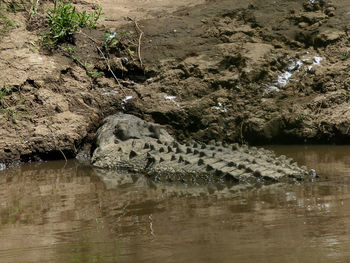 High angle view of crocodile in water