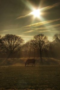 Horse on field against sky during sunset
