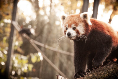 red panda