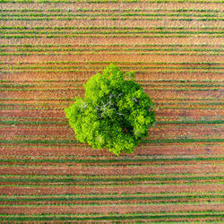 Trees growing on field