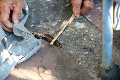 Cropped hand of person pressing reptile with stick outdoors