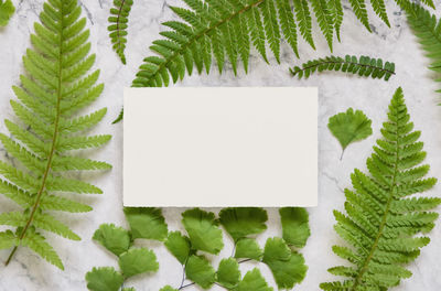 Close-up of fresh green plants against white background