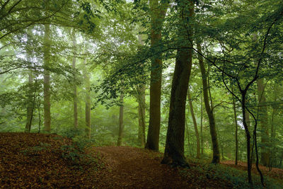 Trees in forest