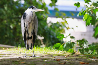 Bird standing on a tree