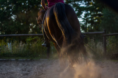 Close-up of horse on grass