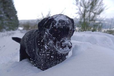 Close-up of dog on snow field