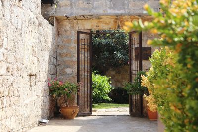 Potted plants by wall of building