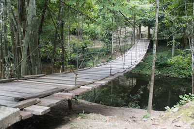 Footpath amidst trees in forest