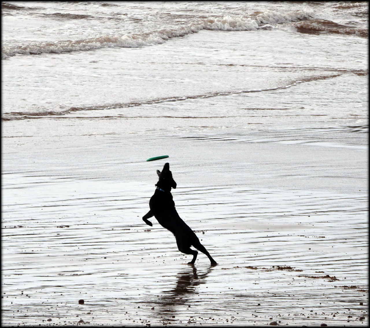 Dog playing frisbee on the beach