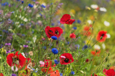 Close-up of red poppy flowers on field