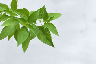 Low angle view of leaves against sky