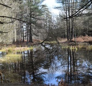 Reflection of trees in lake against sky