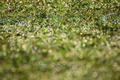 Full frame shot of plants