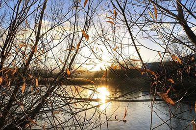 Bare trees by lake at sunset