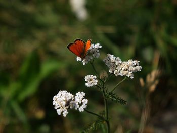 Close-up of butterfly pollinating on flower