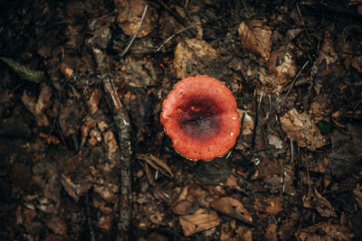 High angle view of mushroom growing on field