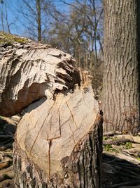 Close-up of tree trunk in forest