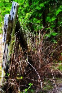 Low angle view of spider web on tree