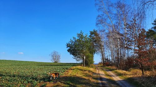 Trees on field against sky