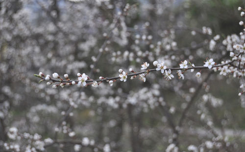 Close-up of cherry blossom on tree