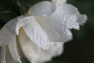 Close-up of raindrops on white flower
