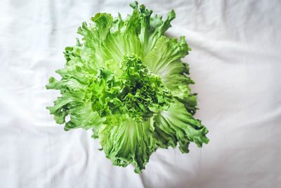 Organic romaine lettuce delivered by farmer