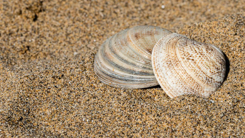 Close-up of seashell on beach