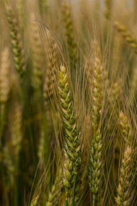 Close-up of wheat growing on field