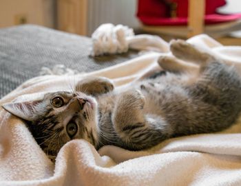 Cat sleeping on bed