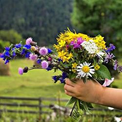 Cropped hand holding flower