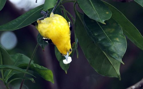 Close-up of yellow flowering plant