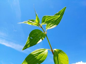 Low angle view of leaves against blue sky