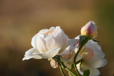 Close-up of blooming white roses by natural light