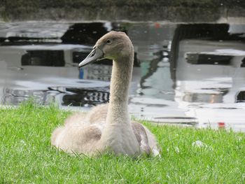 Duck in a lake