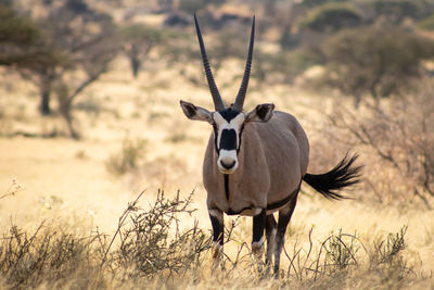 Oryx standing in a field