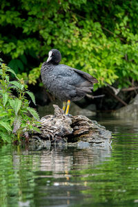 Bird perching on rock by lake